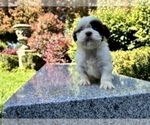 Small #14 Shih Tzu