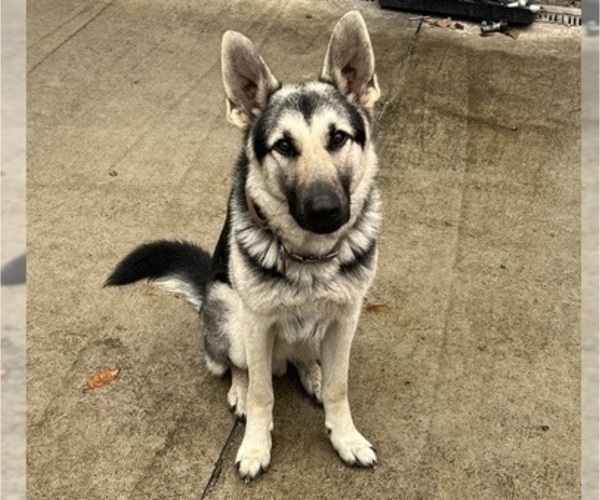 Medium Photo #1 Shepradors Puppy For Sale in LEXINGTON, SC, USA