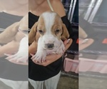 Puppy Dandelion Basset Hound