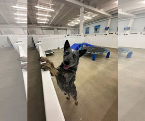 Blue - Male Mutt Dog for Adoption - Photo #2