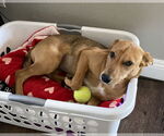 Small #4 Mutt