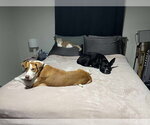 Small #21 Labrador Retriever Mix