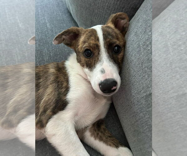 Medium Photo #3 Bulldog-Unknown Mix Puppy For Sale in Tarrytown, GA, USA