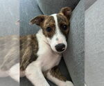 Small #2 Bulldog Mix