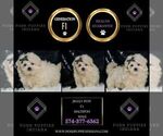 Small Photo #62 Maltipoo (Toy) Puppy For Sale in WARSAW, IN, USA