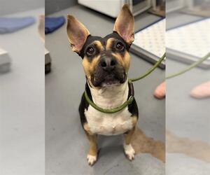 Mutt Dogs for adoption in Peoria, IL, USA