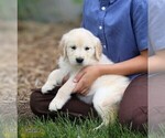 Small Photo #1 Golden Retriever Puppy For Sale in NAPPANEE, IN, USA