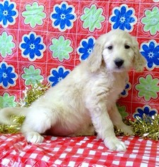 Golden Retriever Puppy for sale in CONOWINGO, MD, USA