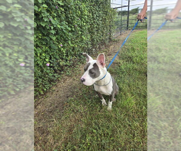 Medium Photo #2 American Pit Bull Terrier-Unknown Mix Puppy For Sale in Thorndale, TX, USA
