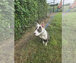Small #1 American Pit Bull Terrier Mix