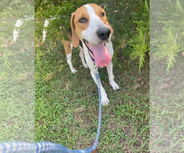 Medium Photo #6 Mutt Puppy For Sale in Rustburg, VA, USA