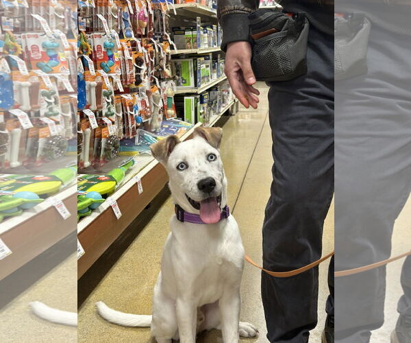 Medium Photo #13 Siberian Husky-Unknown Mix Puppy For Sale in GILBERTS, IL, USA