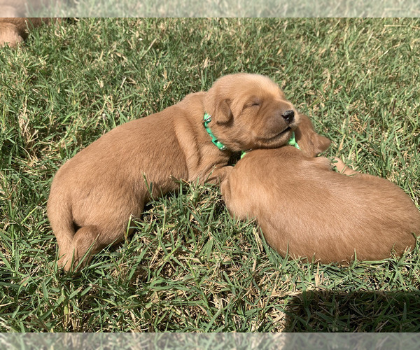 Medium Photo #10 Golden Retriever Puppy For Sale in CLEVER, MO, USA