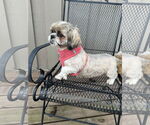 Small #2 Shih Tzu