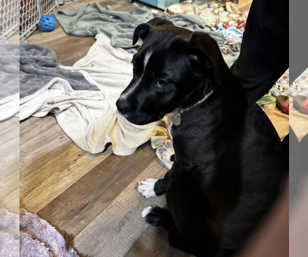 Medium Photo #7 Boxer-Unknown Mix Puppy For Sale in Kankakee, IL, USA