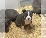 Small #21 American Bully