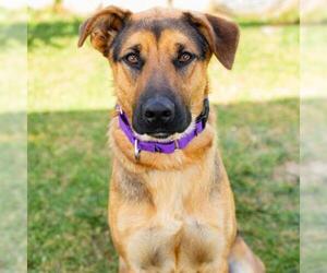 German Shepherd Dog Dogs for adoption in Camarillo, CA, USA