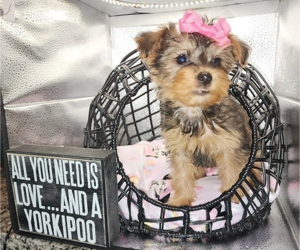 Medium Photo #5 YorkiePoo Puppy For Sale in BLUE MOUND, TX, USA