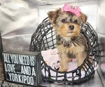 Small Photo #5 YorkiePoo Puppy For Sale in BLUE MOUND, TX, USA