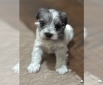Small Photo #6 Schnauzer (Miniature) Puppy For Sale in PFLUGERVILLE, TX, USA