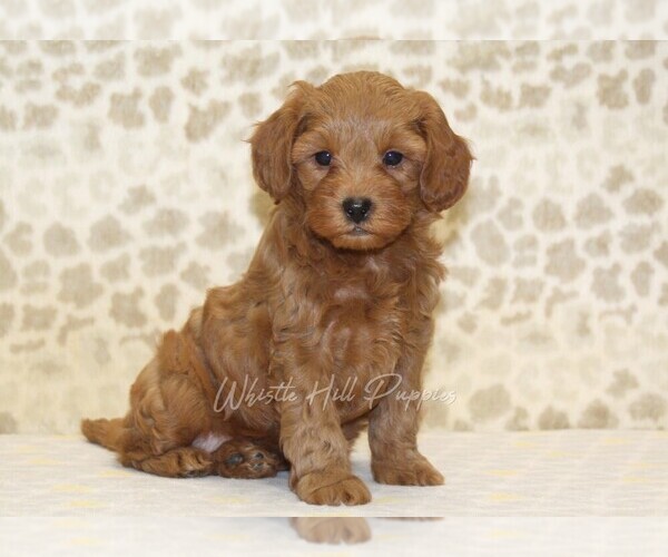 Medium Photo #1 Cavapoo Puppy For Sale in DENVER, PA, USA