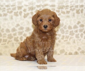 Cavapoo Puppy for sale in DENVER, PA, USA