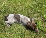 Puppy Male 1 German Shorthaired Pointer
