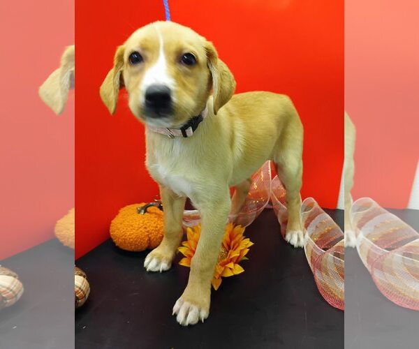 Medium Photo #3 Beagle-Vizsla Mix Puppy For Sale in Attalka, AL, USA