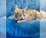 Small Photo #8 French Bulldog Puppy For Sale in KANSAS CITY, MO, USA