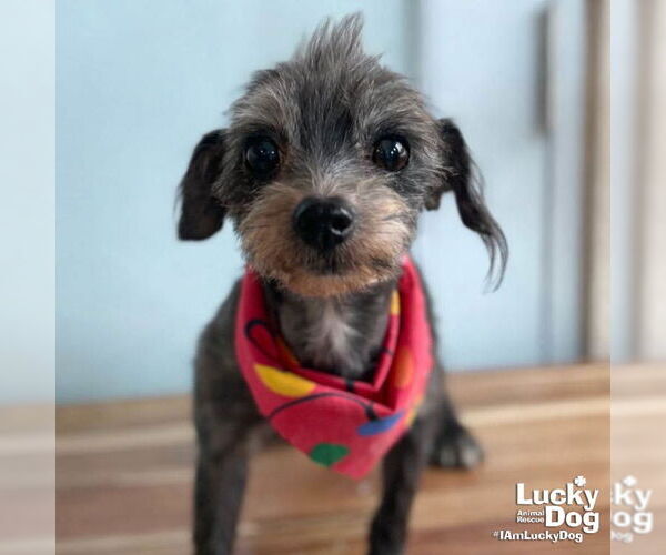 Medium Photo #1 Shih Tzu-Unknown Mix Puppy For Sale in Washington, DC, USA