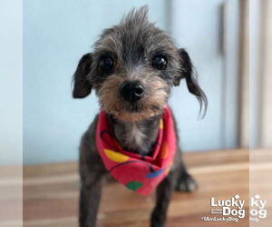 Shih Tzu-Unknown Mix Dogs for adoption in Washington, DC, USA