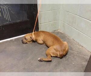 Mutt Dogs for adoption in Tulsa, OK, USA