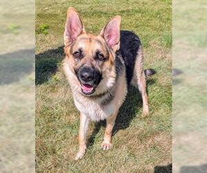 German Shepherd Dog Dogs for adoption in Akron, OH, USA