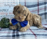 Small Photo #8 Cocker Spaniel-Poodle (Miniature) Mix Puppy For Sale in CEDAR LANE, PA, USA
