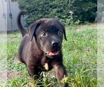 Small #1 Labrador Retriever Mix