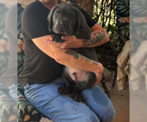 Mutt Dogs for adoption in Goodyear, AZ, USA