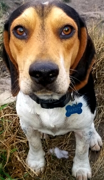Medium Photo #1 Beagle Puppy For Sale in CENTRALIA, WA, USA