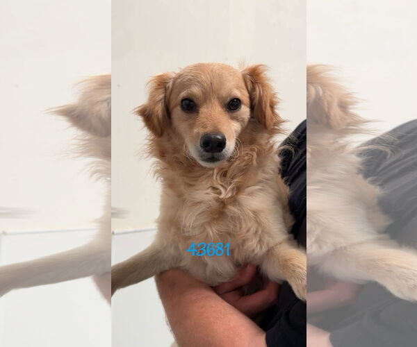 Medium Photo #1 Spaniel-Unknown Mix Puppy For Sale in Chico, CA, USA