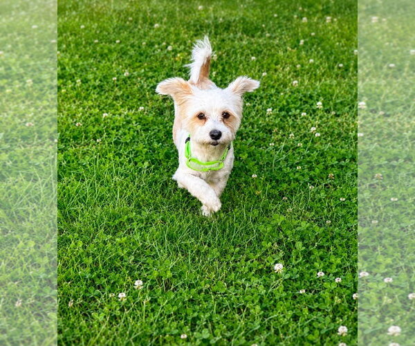 Medium Photo #3 Havanese-Unknown Mix Puppy For Sale in Germantown, OH, USA