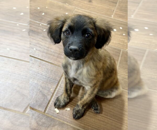 Medium Photo #1 Australian Shepherd-Mountain Cur Mix Puppy For Sale in Green Forest, AR, USA
