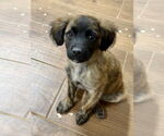 Small Australian Shepherd-Mountain Cur Mix