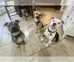 Small Photo #2 Boxer-Unknown Mix Puppy For Sale in Arlington, VA, USA