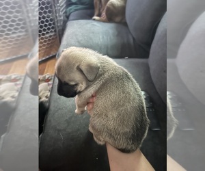 Bulldog-German Shepherd Dog Mix Puppy for sale in PLYMOUTH, MA, USA