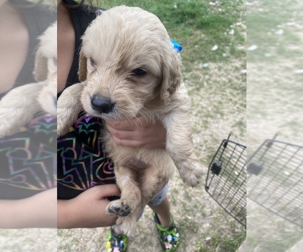 Medium Photo #4 Goldendoodle Puppy For Sale in KILLEEN, TX, USA