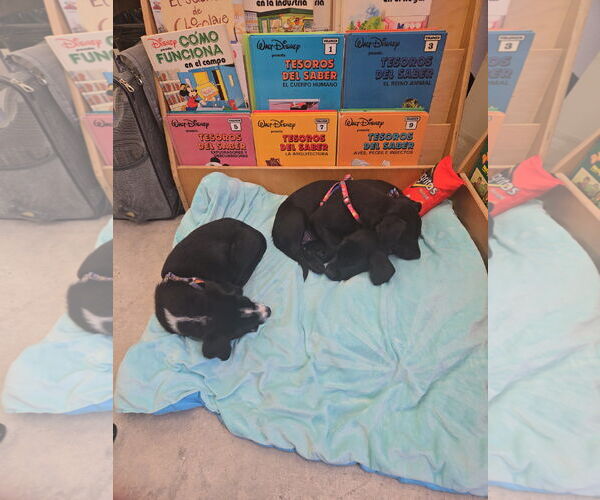 Medium Photo #3 Dachshund-Labrador Retriever Mix Puppy For Sale in Virginia Beach, VA, USA