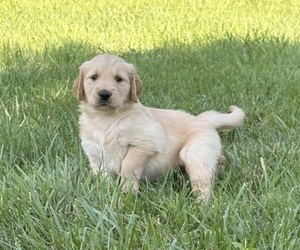 Golden Retriever Puppy for sale in CUB RUN, KY, USA