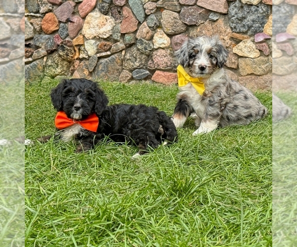 Medium Photo #4 Bernedoodle (Miniature) Puppy For Sale in ROY, UT, USA