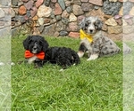Small #3 Bernedoodle (Miniature)