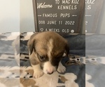 Small Photo #23 Welsh Cardigan Corgi Puppy For Sale in SUN PRAIRIE, WI, USA
