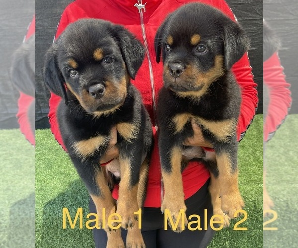 Medium Photo #4 Rottweiler Puppy For Sale in MIRA LOMA, CA, USA